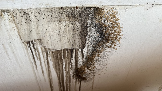 05: Štěnice na zdi