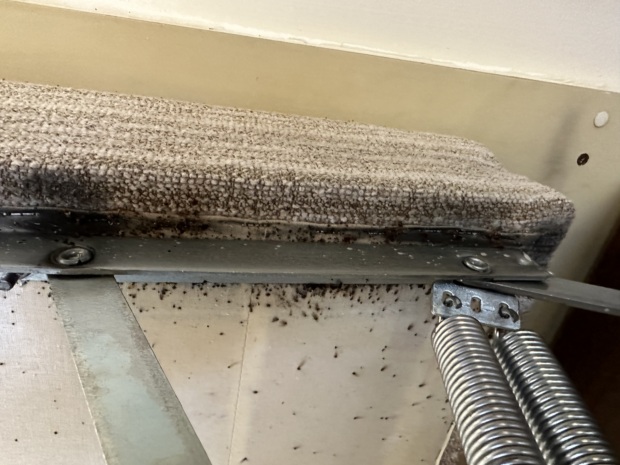 03: Štěnice na nábytku