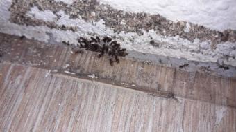 Aktuálně řešíme: mravenci v kuchyni, bytě, zahradě...