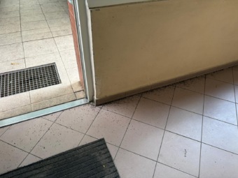 Mravenci u vstupu do domu